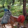 donkeys carrying camping supplies